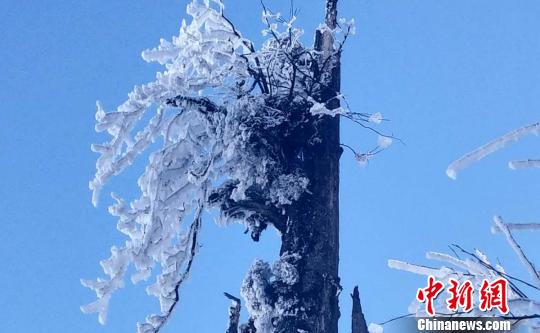 瓦屋山景勝地で今年最初の雪　人々魅了する樹氷広がる　四川省