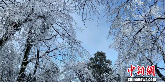 瓦屋山景勝地で今年最初の雪　人々魅了する樹氷広がる　四川省