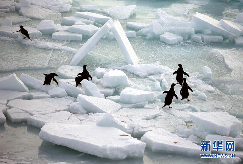 氷に覆われた南極に暮らす可愛い住民たち