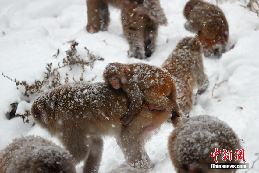 中国のサル山にボタン雪　白い装いとなったアカゲザル　河南省