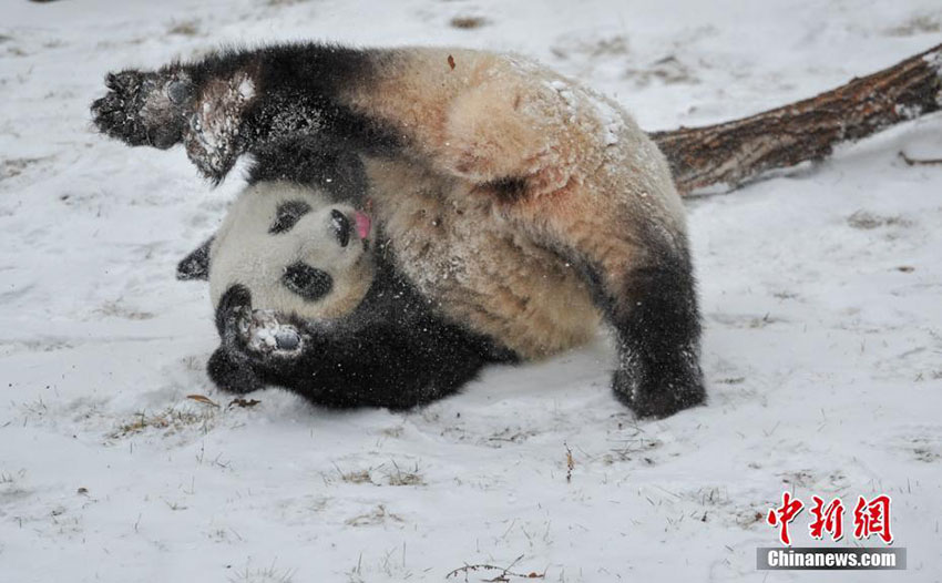 瀋陽で今年初の雪　楽しそうにはしゃぎ回るパンダ