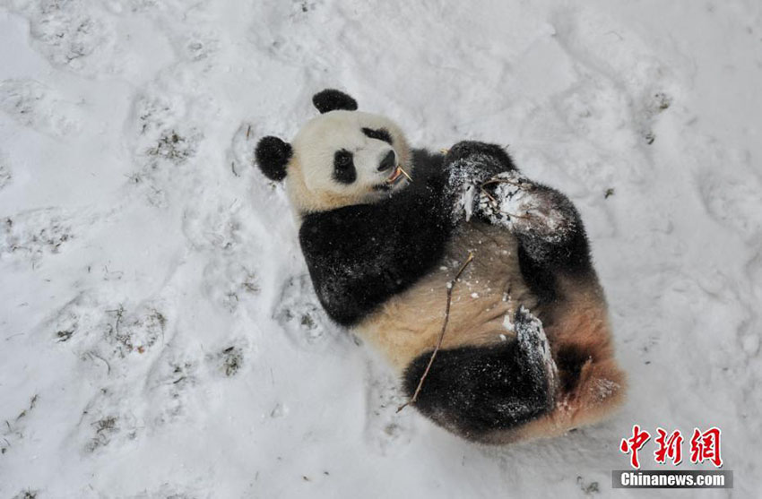 瀋陽で今年初の雪　楽しそうにはしゃぎ回るパンダ