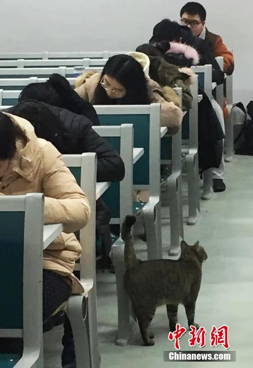南京農業大学の「ネコの試験監督」　あっという間にネットで話題に