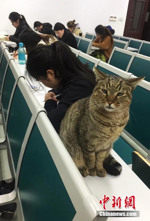 南京農業大学の「ネコの試験監督」　あっという間にネットで話題に