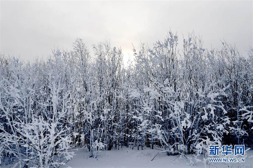 透き通るような美しさで観光客を魅了する白狼崗景勝地の樹氷　内蒙古