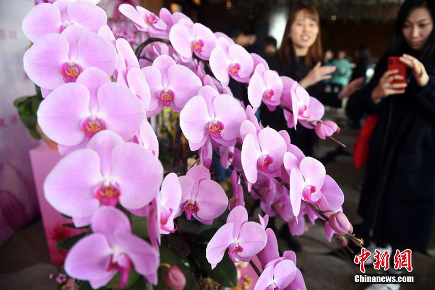 香港地区で春節祝賀の「新春花市」が開催　一際目を引く鮮やかな胡蝶蘭