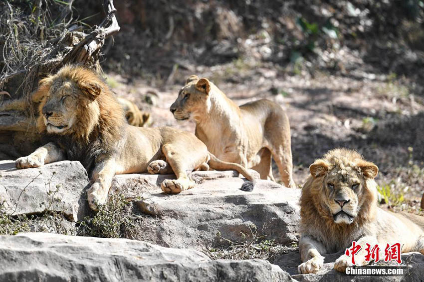 最高気温15度まで上昇の広州市、のんびり日光浴を楽しむ動物たち