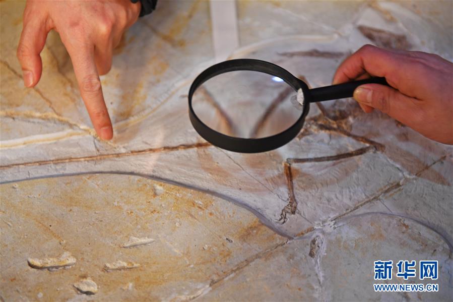 欧州に流出した恐竜と鳥の化石が中国に帰郷