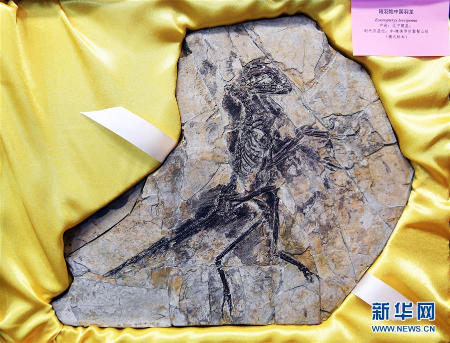 欧州に流出した恐竜と鳥の化石が中国に帰郷