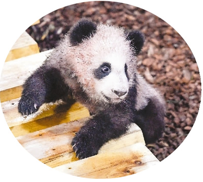 仏の赤ちゃんパンダ「円夢」の一般公開スタート