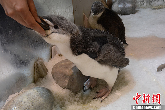 東北地方で初となるヒゲペンギンの人工繁殖に成功　大連
