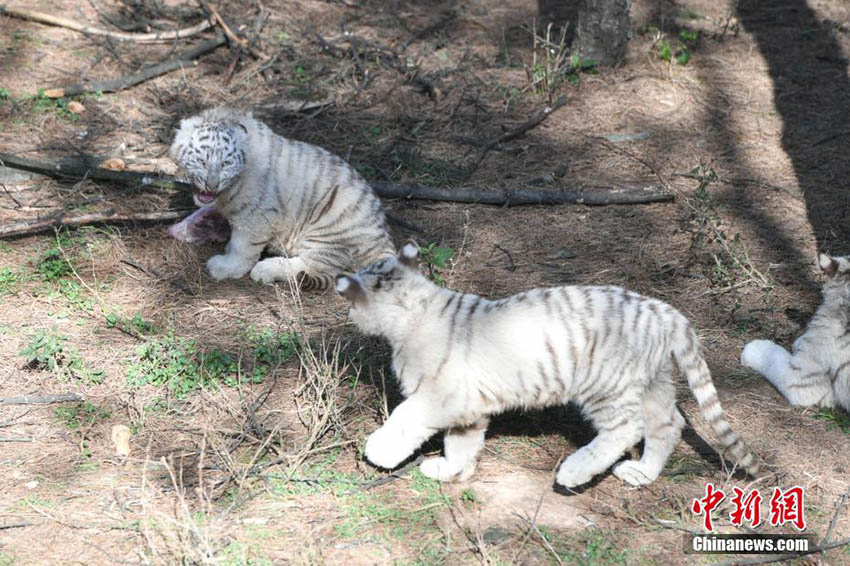 雲南野生動物園のホワイトタイガーの六つ子、初めて一般公開へ
