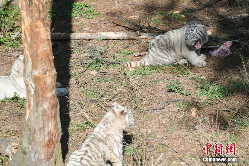 雲南野生動物園のホワイトタイガーの六つ子、初めて一般公開へ