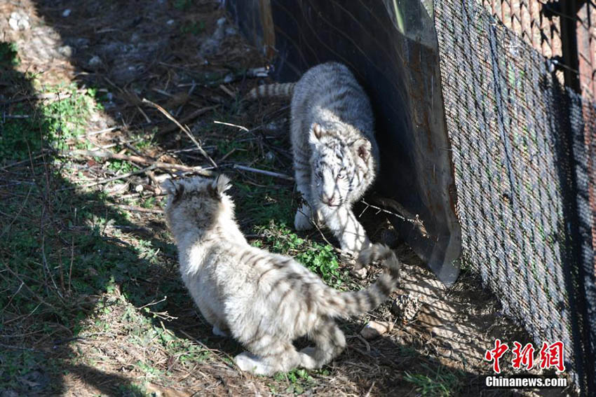 雲南野生動物園のホワイトタイガーの六つ子、初めて一般公開へ