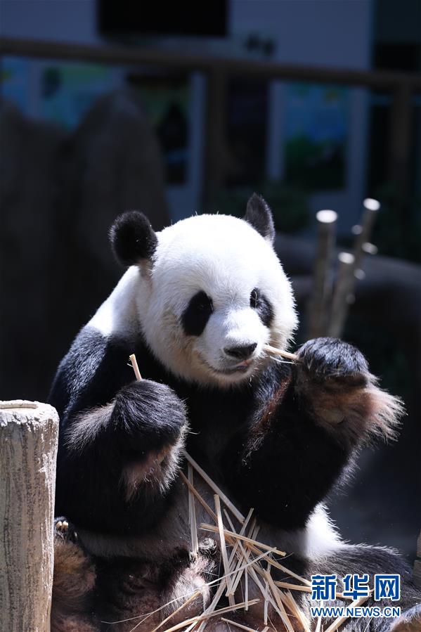 中国から来たパンダ「リャンリャン」が2頭目を無事出産　マレーシア