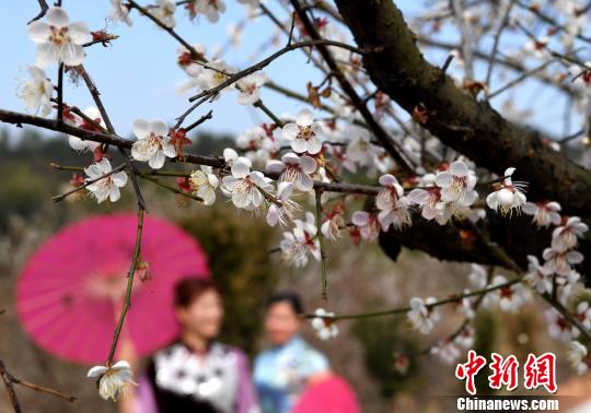 丘陵地に咲き誇る梅の花、省内外から花見客集まる　福建省