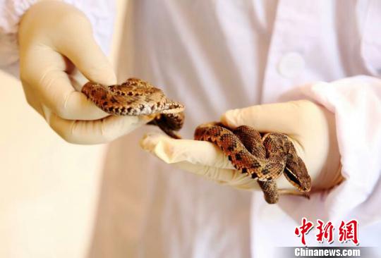 浙江省から初めて日本に生きたヘビを輸出　約127万円相当