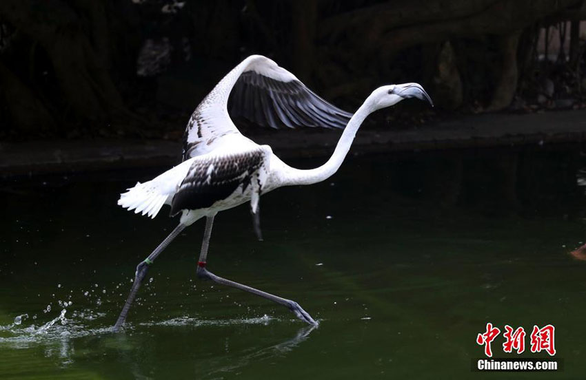 鳥と草木が共存する九龍公園　香港地区