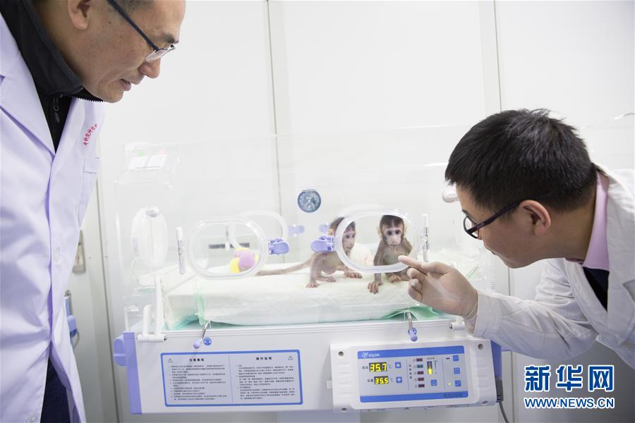 中国人科学者が世界初の体細胞クローンサルの育成に成功