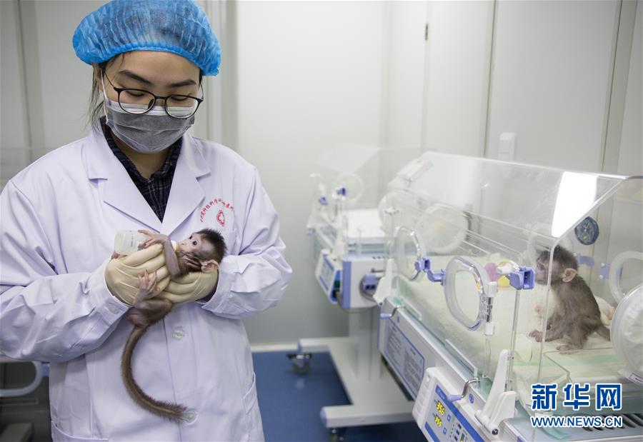 中国人科学者が世界初の体細胞クローンサルの育成に成功