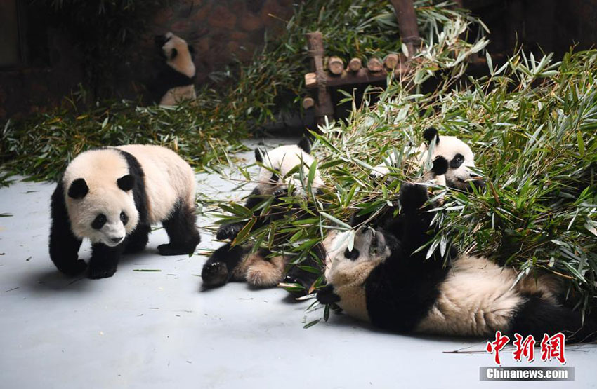 真冬を過ごす子パンダの愛くるしい姿が来園者を魅了　四川省