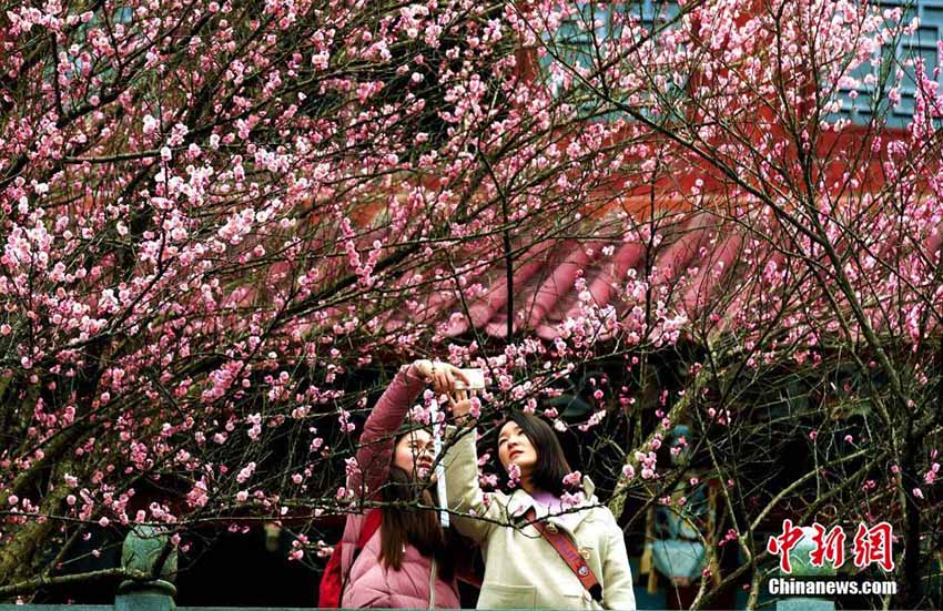 冬景色に暖かな彩添える　福州の林陽寺で梅の花が満開に