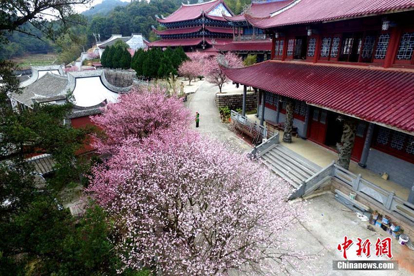 冬景色に暖かな彩添える　福州の林陽寺で梅の花が満開に