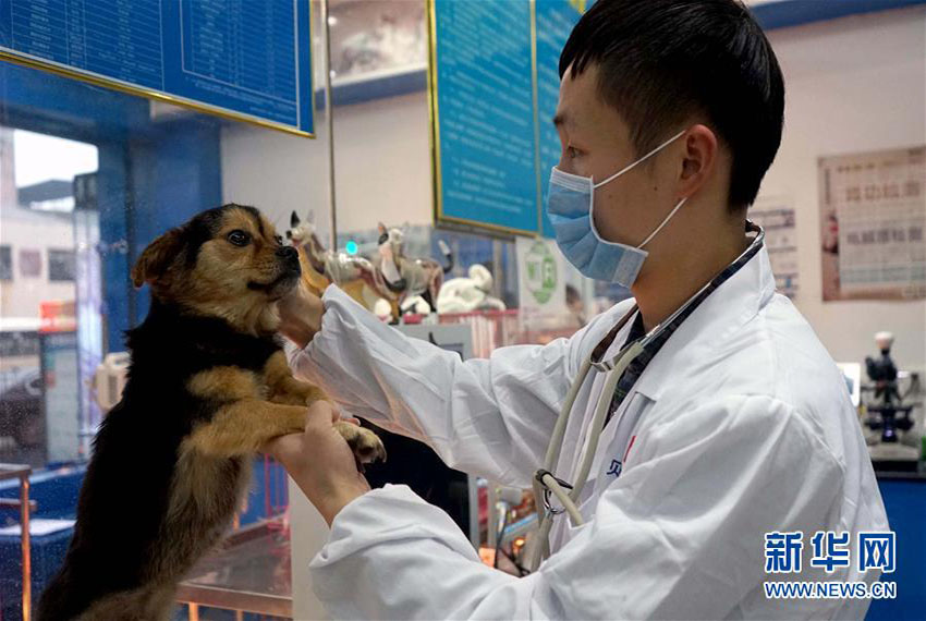 江西省南昌市で初の野良犬引取り窓口開設