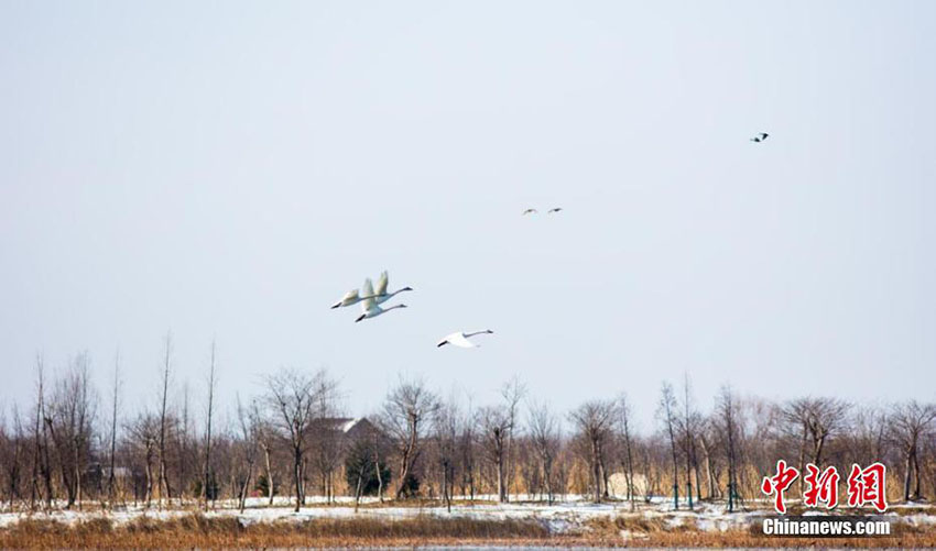 降雪後の江蘇省洪沢湖湿地保護区で遊ぶ渡り鳥たち　圧巻の美しさ