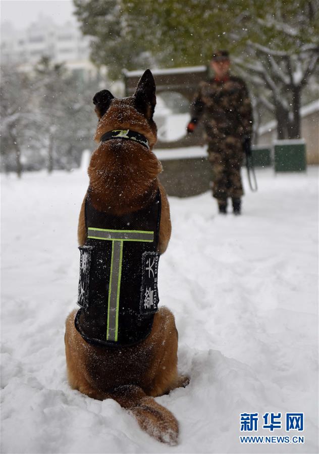 優秀な「スーパーパートナー」　多数の功績を挙げた警察犬