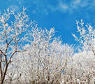 湖北省美しい樹氷の景色