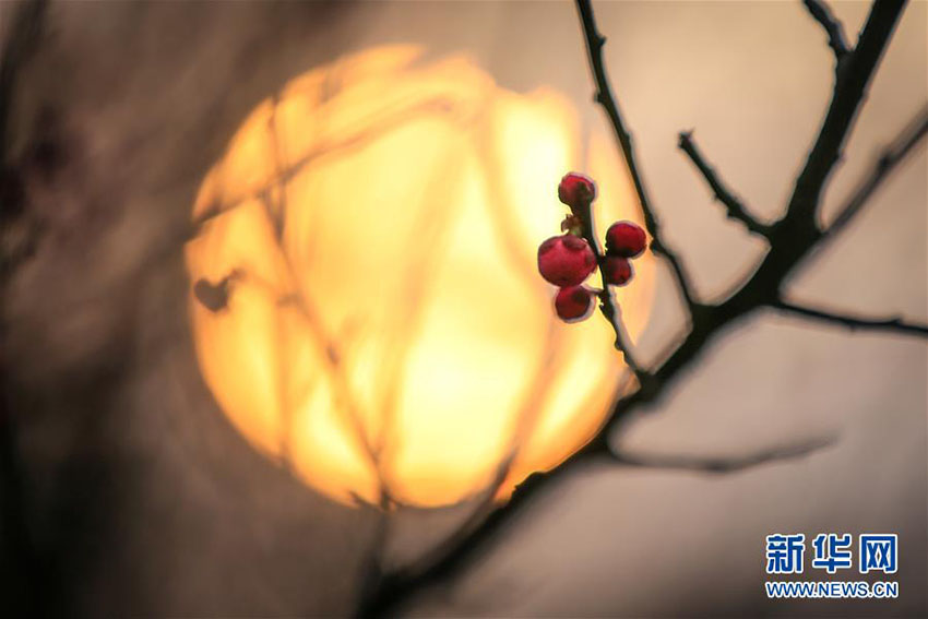 中国南方で咲く梅の花　冬の景色に彩り添える