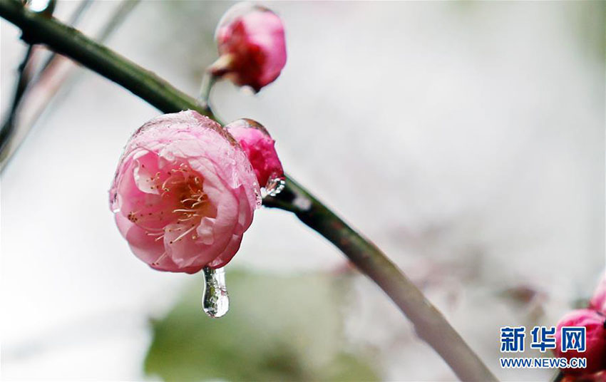 中国南方で咲く梅の花　冬の景色に彩り添える