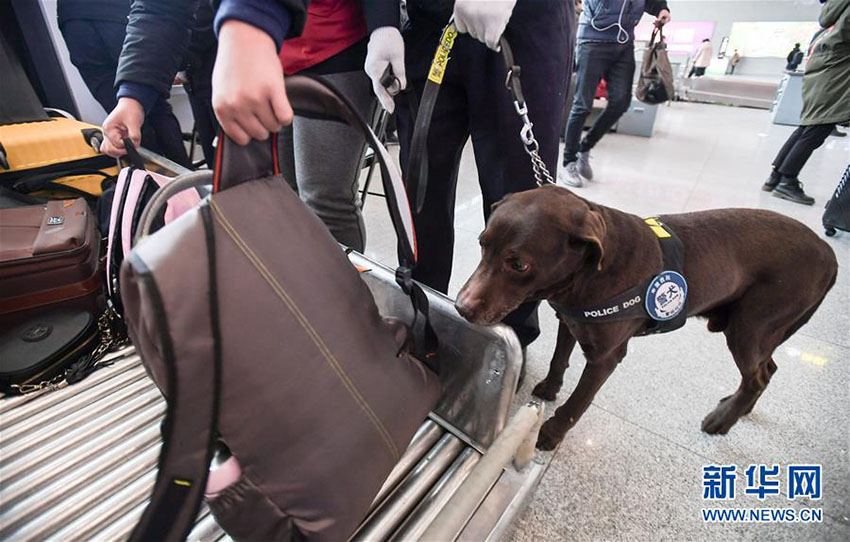 春運スタート、警察犬の「王子」を駅に配備　四川省