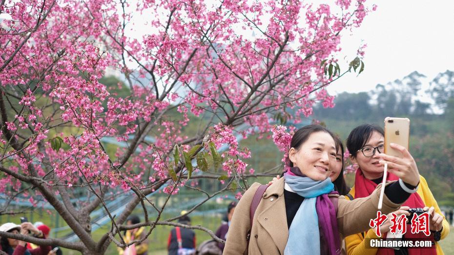 広西チワン族自治区の桜が開花　花見客でにぎわう