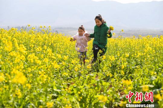 新余市の菜の花畑が開花期迎える　江西省