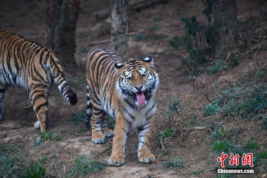昆明市で気温低下、寒さに強い東北虎たちは大はしゃぎ　雲南省　