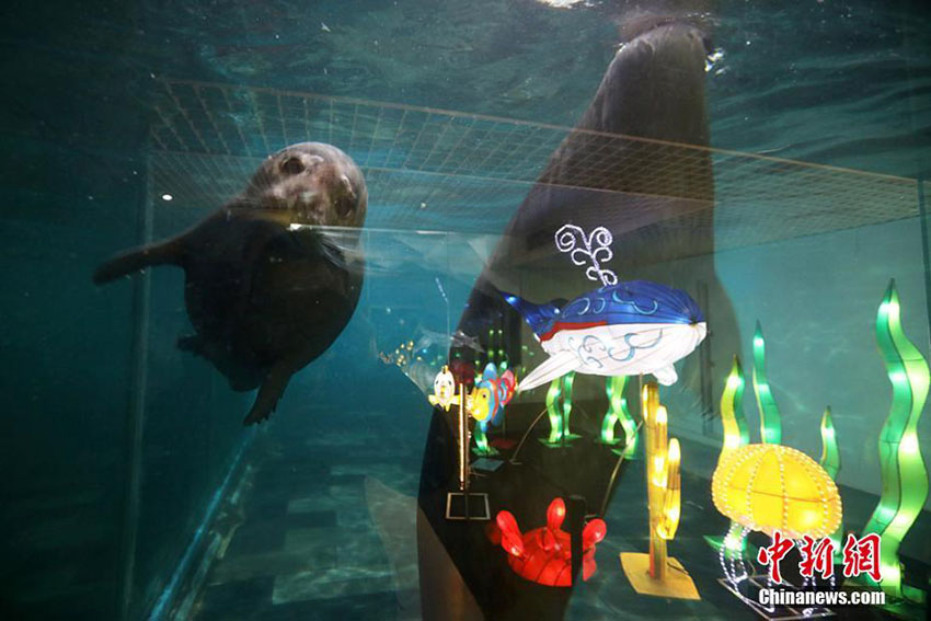 南京海底世界にコガネシマアジが登場　華やかに新年の到来を祝う