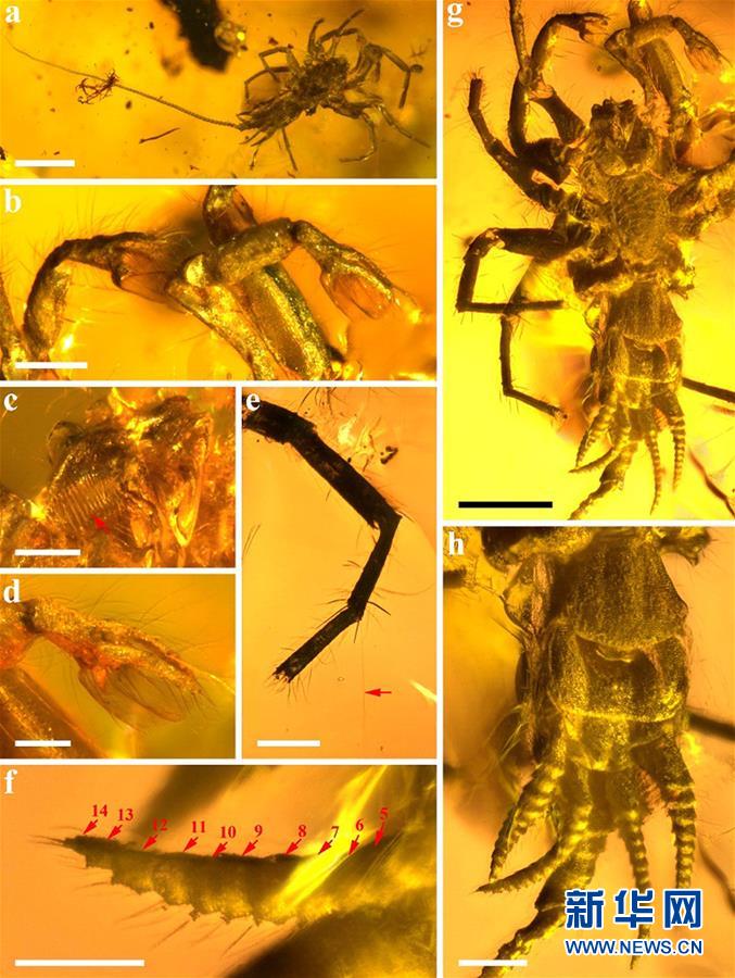 中国科学院が1億年前の珍しいクモを発見