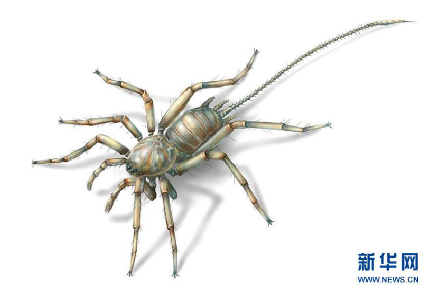 中国科学院が1億年前の珍しいクモを発見