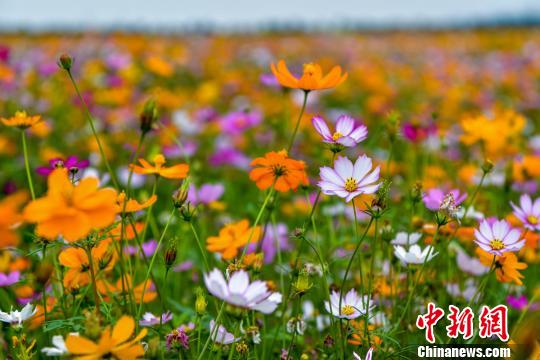 美しい彩りの花々咲き乱れる海南省の公園の花畑を空撮