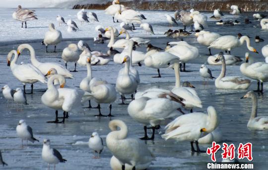 雪どけに合わせ杜鵑河が渡り鳥たちのオアシスに　新疆