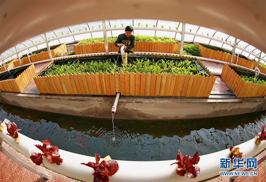 河北省の農場で、魚と野菜の共生生態循環システムを導入