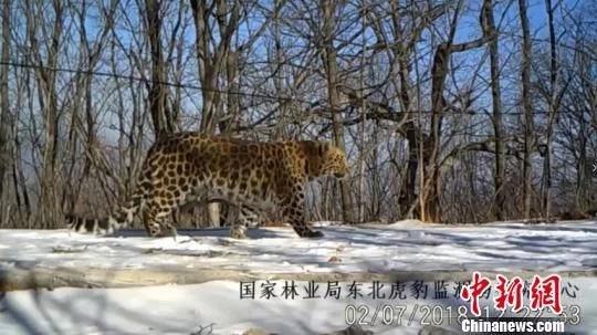 東北虎・豹国家公園の自然資源観測システムが稼働開始