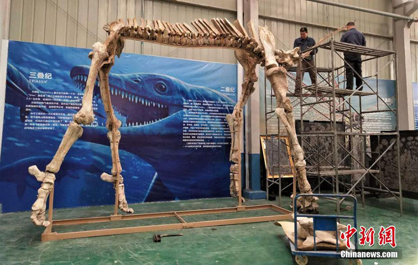 史上最大の哺乳類パラケラテリウムの化石修復作業完了　四川省