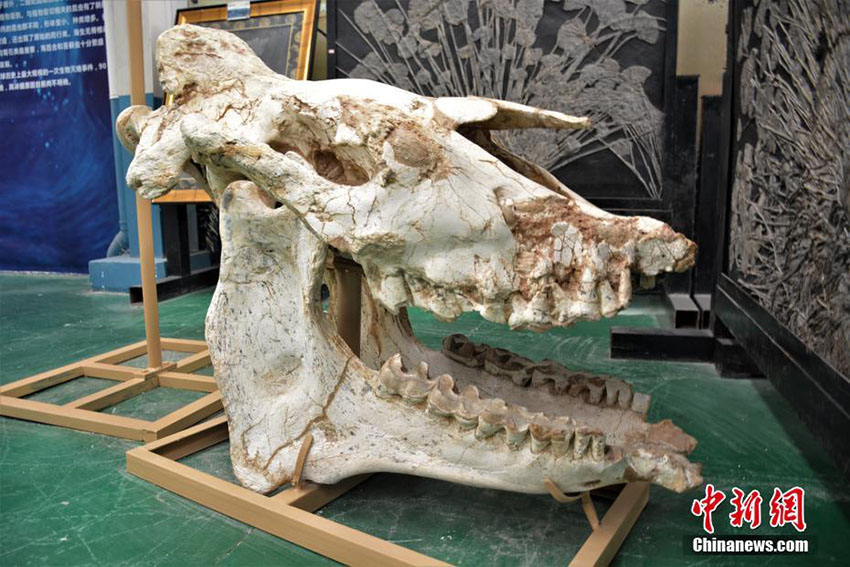 史上最大の哺乳類パラケラテリウムの化石修復作業完了　四川省