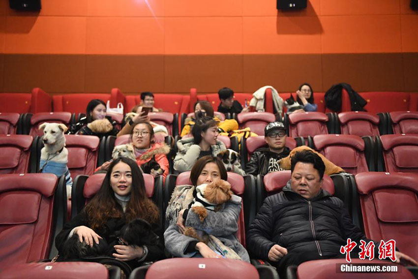 戌年の春節を祝い、杭州の映画館で飼い犬同伴可能な映画鑑賞