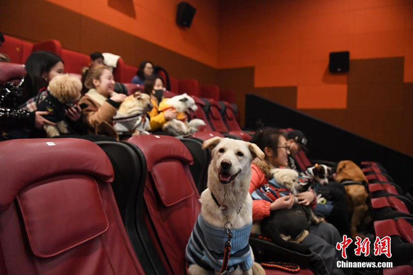 戌年の春節を祝い、杭州の映画館で飼い犬同伴可能な映画鑑賞