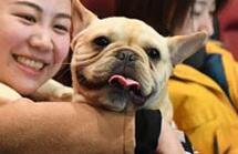杭州の映画館で飼い犬同伴可能な映画鑑賞