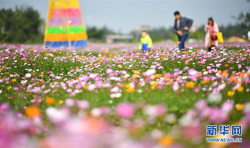 塩害被害で荒れ果てた土地、広大な花畑に生まれ変わる　海南省